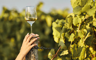 AYUDA PARA INVERSIÓN EN ELABORACIÓN Y COMERCIALIZACIÓN DE PRODUCTOS VITIVINÍCOLAS (MR361A)