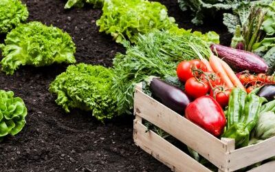 AYUDAS A INVERSIONES EN PRODUCTOS AGRARIOS (MR340A)